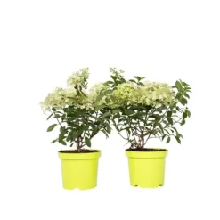Hortensia - Sæt med 2 - Hydrangea paniculata 'Bobo' - Højde 25-40cm - ⌀19cm