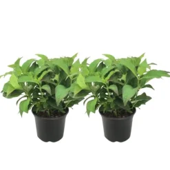 Hortensia - Sæt med 2 - Hydrangea serrata 'Summerglow' - Højde 25-40cm - ⌀19cm
