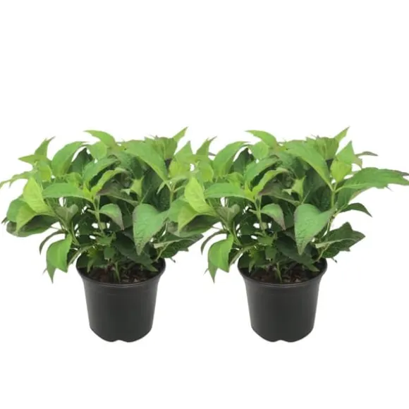 Hortensia - Sæt med 2 - Hydrangea serrata 'Summerglow' - Højde 25-40cm - ⌀19cm