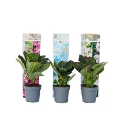 Hortensia - Sæt med 3 - Hydrangea macrophylla - Højde 25-40cm - ⌀9cm