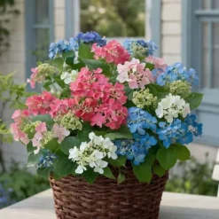 Hortensia - Sæt med 3 - Hydrangea macrophylla - Højde 25-40cm - ⌀9cm