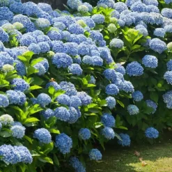 Hortensia - Sæt med 3 - Hydrangea macrophylla - Højde 25-40cm - ⌀9cm