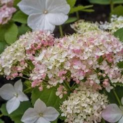 Hortensia - Sæt med 3 - Hydrangea macrophylla - Højde 25-40cm - ⌀9cm
