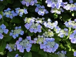 Hortensia - Sæt med 3 - Hydrangea macrophylla - Højde 25-40cm - ⌀9cm