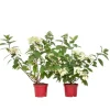 Hortensia - Sæt med 2 - Hydrangea 'Wim's Red' - Højde 25-40cm - ⌀19cm