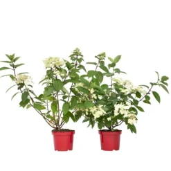 Hortensia - Sæt med 2 - Hydrangea 'Wim's Red' - Højde 25-40cm - ⌀19cm