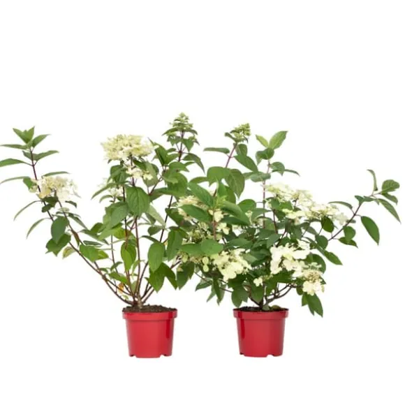 Hortensia - Sæt med 2 - Hydrangea 'Wim's Red' - Højde 25-40cm - ⌀19cm