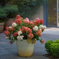 Hortensia - Sæt med 2 - Hydrangea 'Wim's Red' - Højde 25-40cm - ⌀19cm