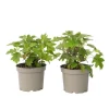 Hortensia - Sæt med 2 - Hydrangea 'Toy Soldier' - Højde 25-40cm - ⌀19cm
