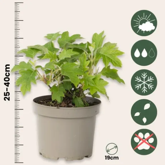 Hortensia - Sæt med 2 - Hydrangea 'Toy Soldier' - Højde 25-40cm - ⌀19cm