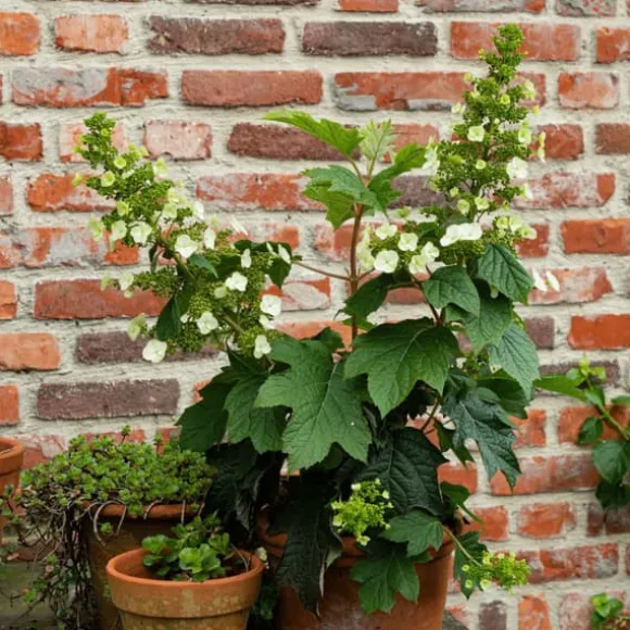 Hortensia - Sæt med 2 - Hydrangea 'Toy Soldier' - Højde 25-40cm - ⌀19cm