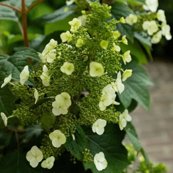 Hortensia - Sæt med 2 - Hydrangea 'Toy Soldier' - Højde 25-40cm - ⌀19cm