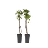 Hortensia - Sæt med 2 - Hydrangea anomale Petiolaris - Højde 60-70cm - ⌀15cm