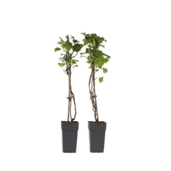 Hortensia - Sæt med 2 - Hydrangea anomale Petiolaris - Højde 60-70cm - ⌀15cm