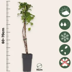 Hortensia - Sæt med 2 - Hydrangea anomale Petiolaris - Højde 60-70cm - ⌀15cm