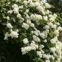 Hortensia - Sæt med 2 - Hydrangea anomale Petiolaris - Højde 60-70cm - ⌀15cm