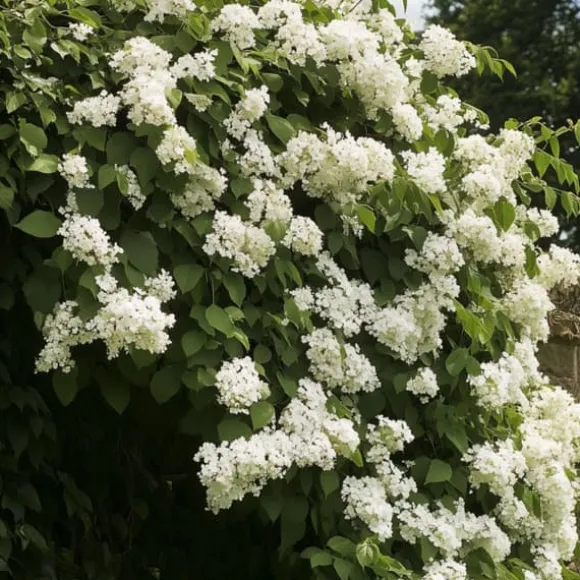 Hortensia - Sæt med 2 - Hydrangea anomale Petiolaris - Højde 60-70cm - ⌀15cm
