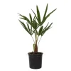 Hørpalme - Sæt med 4 - Trachycarpus Fortunei - Højde 35-45cm - ⌀15cm