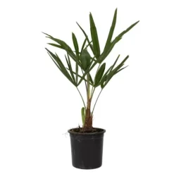 Hørpalme - Sæt med 4 - Trachycarpus Fortunei - Højde 35-45cm - ⌀15cm