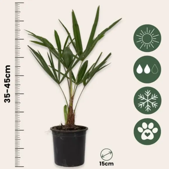 Hørpalme - Sæt med 4 - Trachycarpus Fortunei - Højde 35-45cm - ⌀15cm