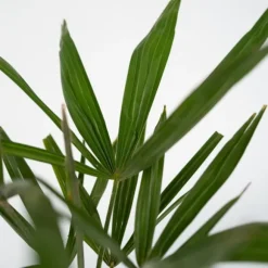 Hørpalme - Sæt med 4 - Trachycarpus Fortunei - Højde 35-45cm - ⌀15cm
