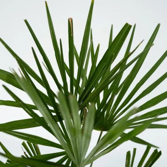 Hørpalme - Sæt med 4 - Trachycarpus Fortunei - Højde 35-45cm - ⌀15cm