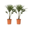 Hørpalme - Sæt med 2 - Trachycarpus Fortunei - Højde 65-75cm - ⌀21cm