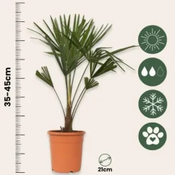 Hørpalme - Sæt med 2 - Trachycarpus Fortunei - Højde 65-75cm - ⌀21cm