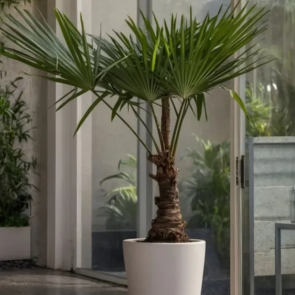 Hørpalme - Sæt med 2 - Trachycarpus Fortunei - Højde 65-75cm - ⌀21cm