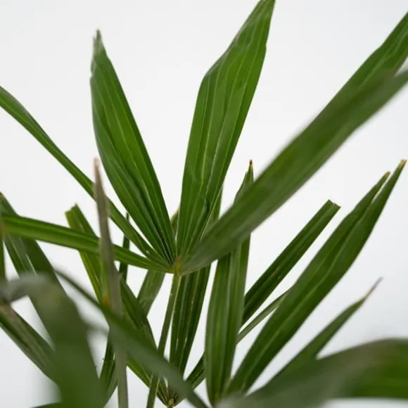 Hørpalme - Sæt med 2 - Trachycarpus Fortunei - Højde 65-75cm - ⌀21cm
