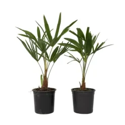 Hørpalme - Sæt med 2 - Trachycarpus Fortunei - Højde 35-45cm - ⌀15cm