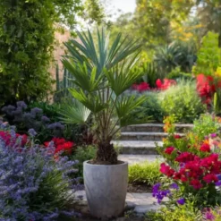 Hørpalme - Sæt med 2 - Trachycarpus Fortunei - Højde 35-45cm - ⌀15cm