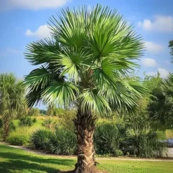 Hørpalme - Sæt med 2 - Trachycarpus Fortunei - Højde 35-45cm - ⌀15cm