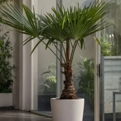 Hørpalme - Trachycarpus Fortunei - Højde 65-75cm - ⌀21cm