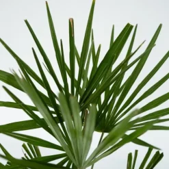 Hørpalme - Trachycarpus Fortunei - Højde 65-75cm - ⌀21cm