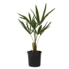Hørpalme - Trachycarpus Fortunei - Højde 35-45cm - ⌀15cm
