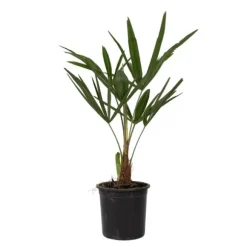Hørpalme - Trachycarpus Fortunei - Højde 35-45cm - ⌀15cm