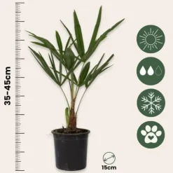 Hørpalme - Trachycarpus Fortunei - Højde 35-45cm - ⌀15cm
