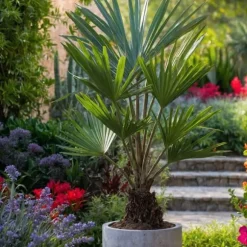 Hørpalme - Trachycarpus Fortunei - Højde 35-45cm - ⌀15cm