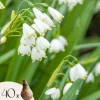 Hvidblomme løg - Sæt med 40 - Leucojum aestivium - Blomsterløg - Hvid