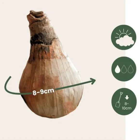 Hvidblomme løg - Sæt med 40 - Leucojum aestivium - Blomsterløg - Hvid