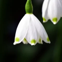 Hvidblomme løg - Sæt med 40 - Leucojum aestivium - Blomsterløg - Hvid