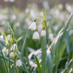 Hvidblomme løg - Sæt med 20 - Leucojum aestivium - Blomsterløg - Hvid