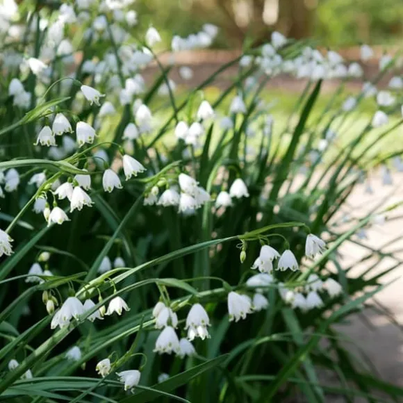 Hvidblomme løg - Sæt med 20 - Leucojum aestivium - Blomsterløg - Hvid