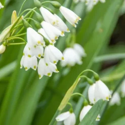 Hvidblomme løg - Sæt med 20 - Leucojum aestivium - Blomsterløg - Hvid