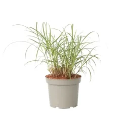 Hvidbroget elefantgræs - Miscanthus sinensis 'Red Chief' - Højde 40-60cm - ⌀23cm