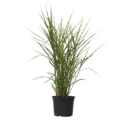 Hvidbroget elefantgræs - Miscanthus sinensis 'Zebrinus' - Højde 20-30cm - ⌀23cm