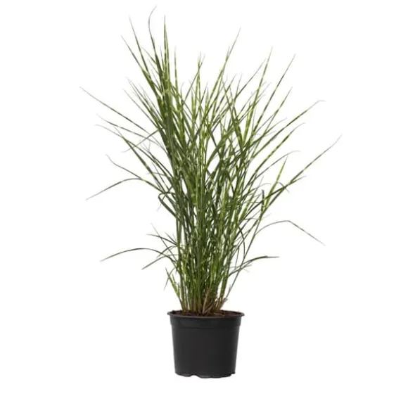 Hvidbroget elefantgræs - Miscanthus sinensis 'Zebrinus' - Højde 20-30cm - ⌀23cm