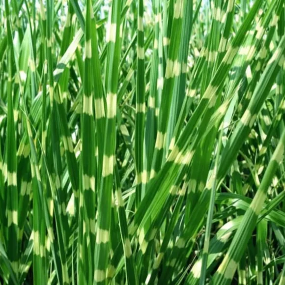 Hvidbroget elefantgræs - Miscanthus sinensis 'Zebrinus' - Højde 20-30cm - ⌀23cm
