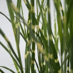Hvidbroget elefantgræs - Miscanthus sinensis 'Zebrinus' - Højde 20-30cm - ⌀23cm